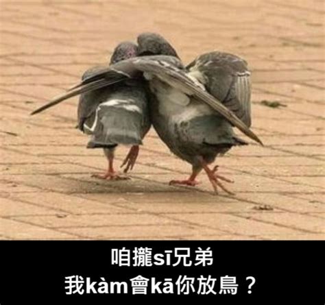 放鳥意思|放鳥